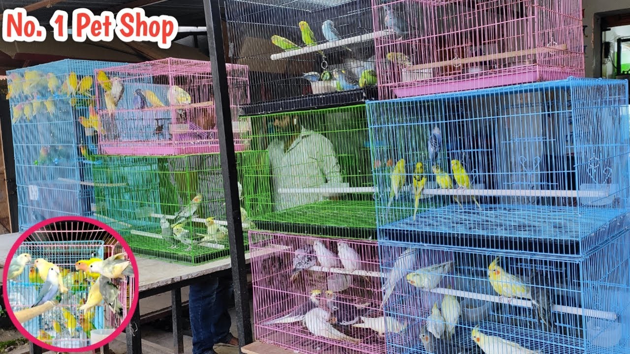 Solapur ki No. 1 Pet Shop Retail & Wholesale Dange Pet Shop