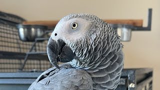 Happy World Parrot Day with Gizmo the Grey Bird