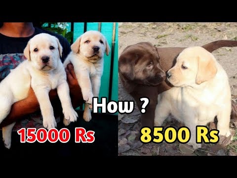 Labrador Puppy Price Difference / Low Price Of Labrador Puppies - Youtube