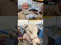 Eidgah Srinagar witnesses large presence of sacrificial animals ahead of Eid celebrations.