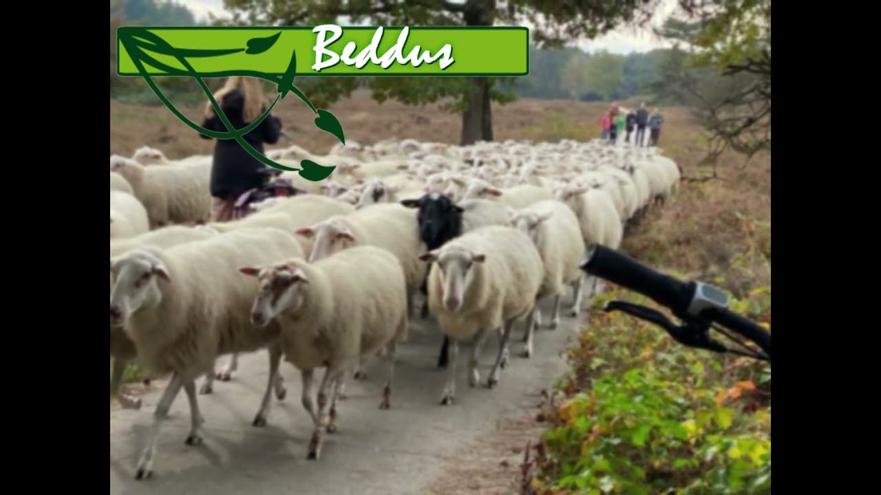 De grote stille heide (Nieuwe versie)