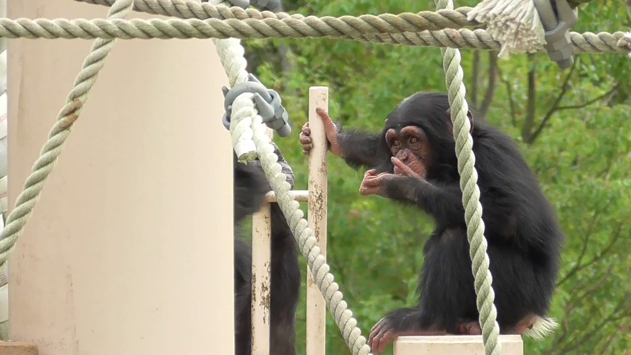 Chimpanzee Family Is Close Cute Twin Sisters Ryu Riki チンパンジー 家族はなかよし かわいい双子姉妹 リュウ リキ 40 Youtube