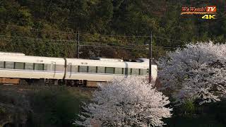 [4K60P]683系特急サンダーバード29号、38号　桜のある風景