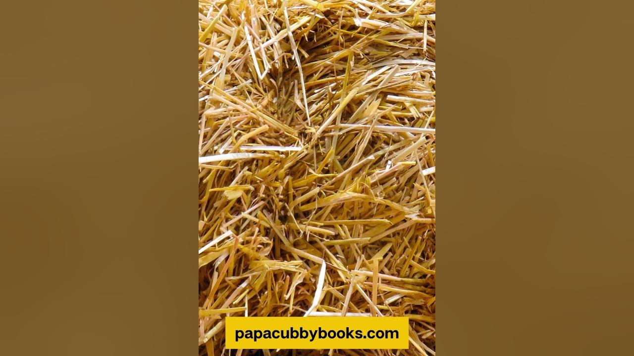 what-beginners-to-raising-chickens-need-to-know-youtube