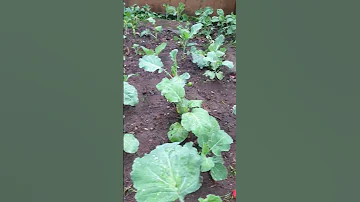 Sukuma Vegan Vegetables Vegetarian Vegetable Vegetta777 Vegetarianrecipes Vegetablegarden 