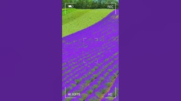 Thumbnail of Farm Tomita in Furano, Hokkaido, - lavender blooming on end of July #lavenderfields #hokkaido