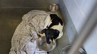 acs A686242