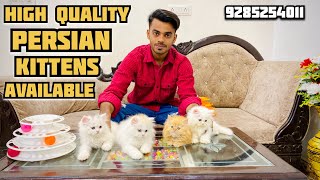 High quality Persian cats Available At The Cat House | Top Quality Persian Kittens Available #cat by The Cat house  1,019 views 13 days ago 3 minutes, 58 seconds
