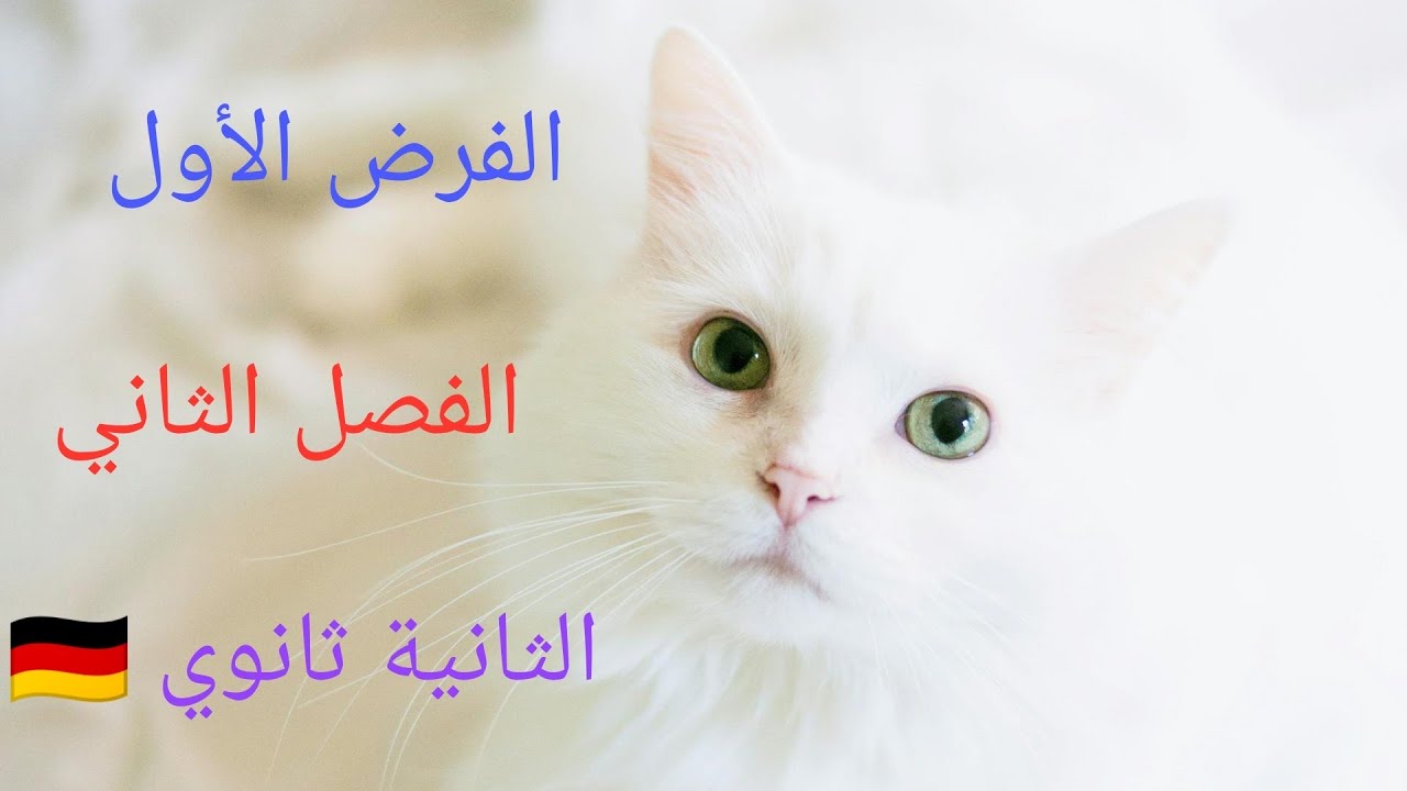 الفرض الأول من الفصل الثاني مع مراجعة شاملة في مادة اللغة الألمانية الثانية ثانوي 🇩🇪✨