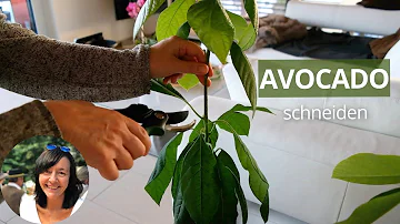 Wie schneidet man Avocado-Pflanze?