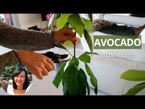 Avocado Pflanze schneiden - Avocadobaum schneiden Anleitung