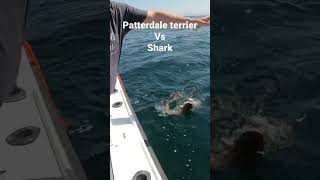 Patterdale terrier vs shark , crazy patterdale terrier, dog vs shark please subscribe ❤