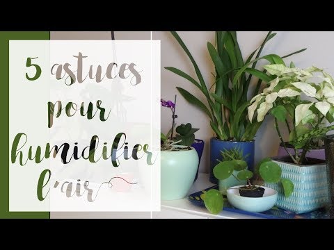 5 astuces pour humidifier l'air  SERIE Gérer l'humidité pour les plantes  d'intérieur 