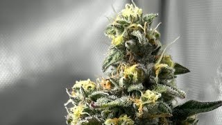 Smoke Sessions Episode #231 Wake N Bake With Space City!!🫡