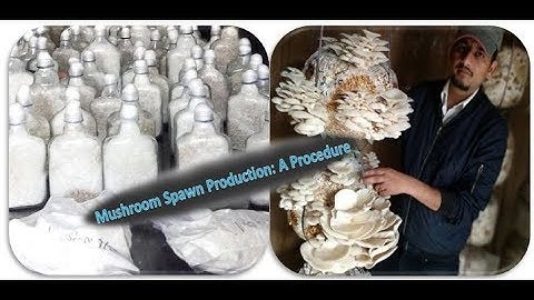 Mushroom Spawn Production