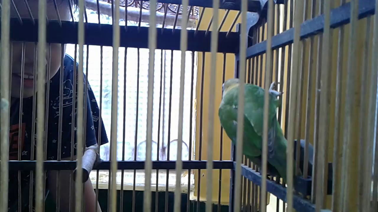 Burung 