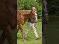Former #TeamGodolphin stars - Ghaiyyath, Earthlight & Pinatubo