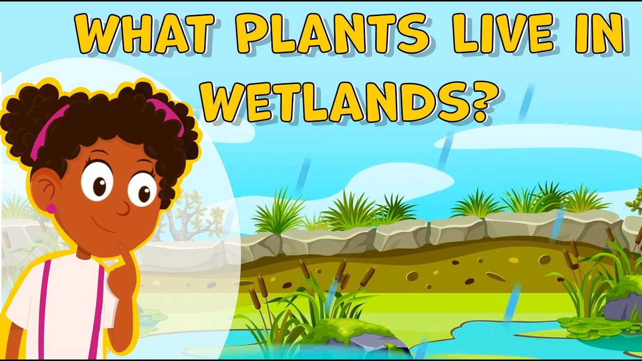 I Wonder What Plants Live in Wetlands | Wetlands Facts for Kids | Fun Facts about Plants | Science