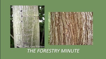 How to identify trees by their bark - The Forestry Minute