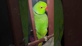 Alok mithu #parrot #talkingparot #talkingparrot #parrot #funny