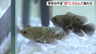 来年の干支にちなんだ生物集めたトラトラ神社　鳥羽水族館に登場 (21/12/30 11:41)