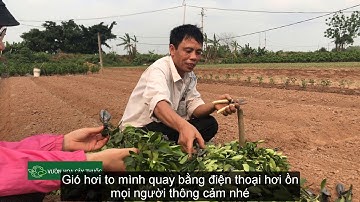 Quất giống cần bón thuốc gì cho cây quất khỏe và đẹp Tại Văn Giang - Hưng Yên