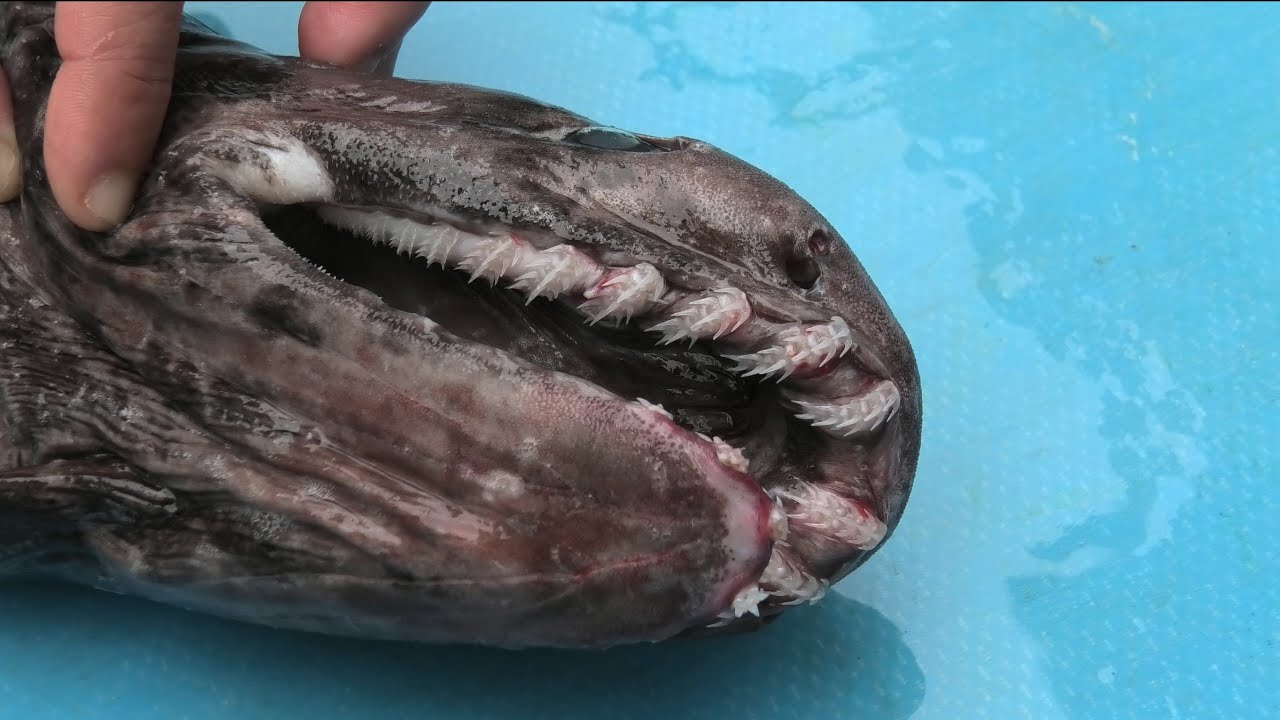 ラブカ 水族館 死亡