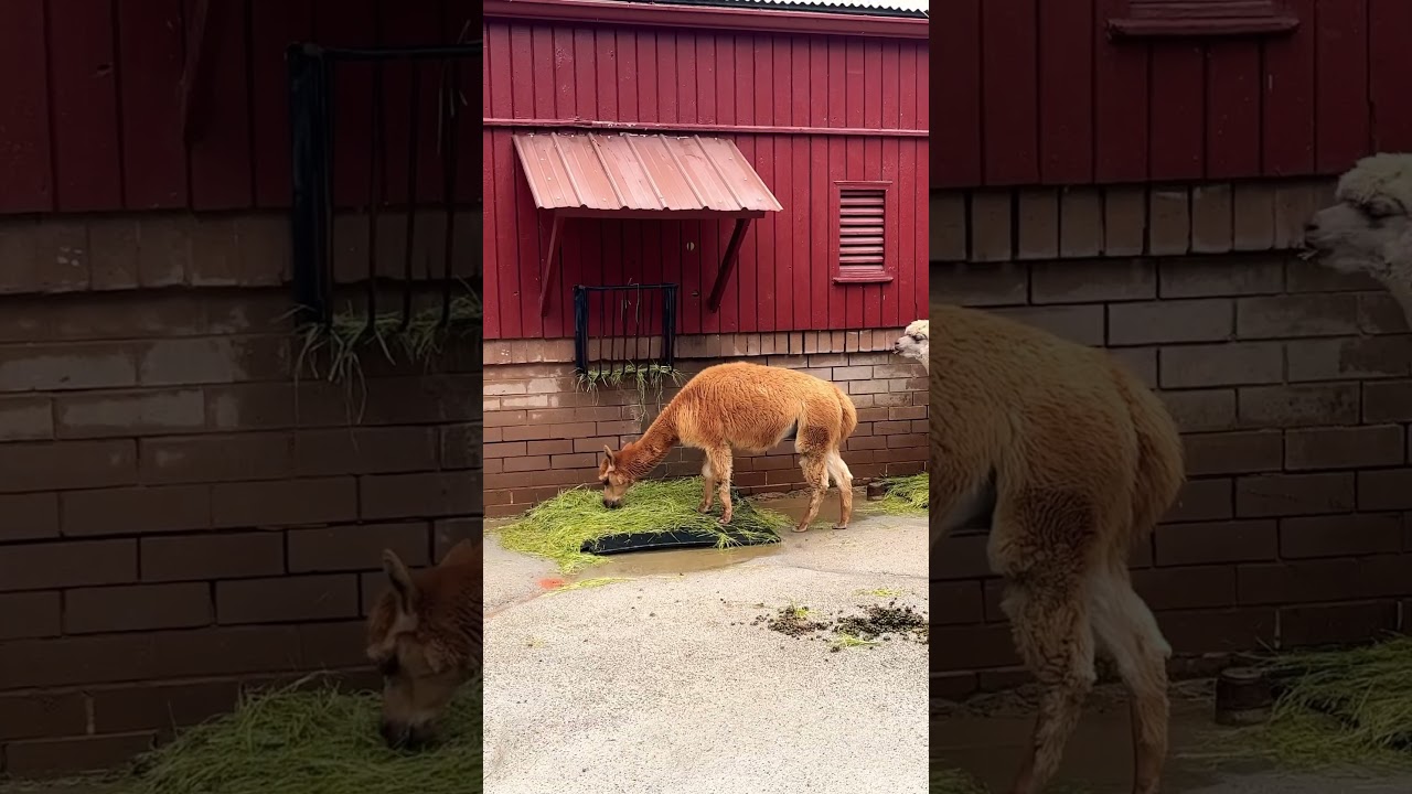 Adventures at the Farm 