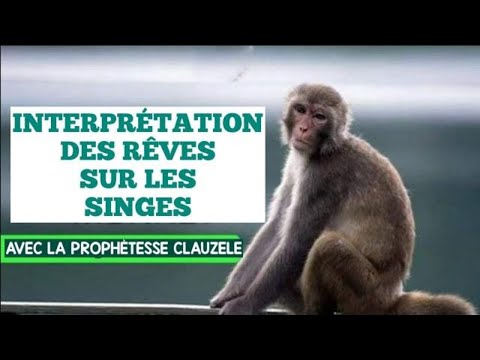 Vidéo: Pourquoi Le Singe Rêve