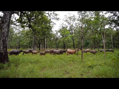 ការចិញ្ចឹមក្របី របស់រាជបណ្ឌិត្យសភា