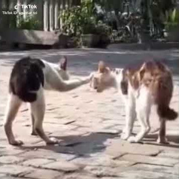 Aing ucing