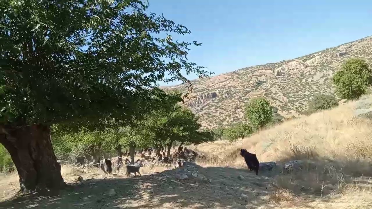 keçiler yaylıma gidiyor