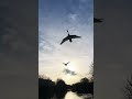 Can you guess the Name of these birds #birds #beautiful #trending #shorts #viral