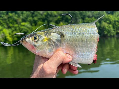 Hagen Grubbs Fishing 