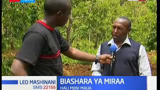 Biashara ya miraa inavyofanyika mjini Maua