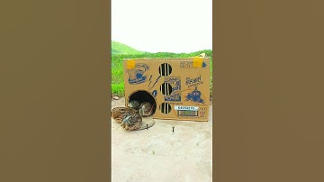 Survival Creative bird traps using cardboard boxes #shorts