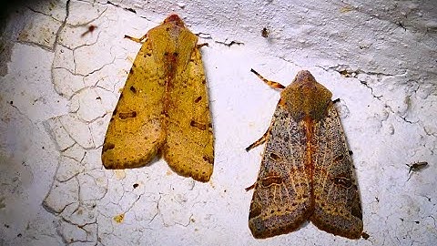 Agrochola lychnidis, the beaded chestnut by THeo