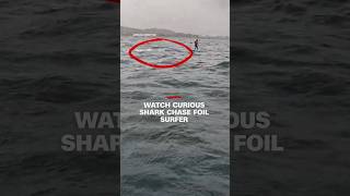 Watch curious shark chase foil surfer
