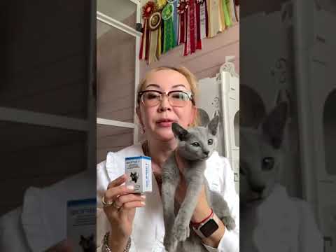 Video: Izbira Imena Perfect Cat