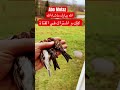  حسون تفاحي طائر النينو ريدبول برية حرية سلام وعداله حريه عصافير طيور