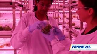 World-First Technique To Double Queenslands Avocado Production And Ease Global Shortage