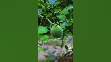 Thorny Orange Tree Ripens