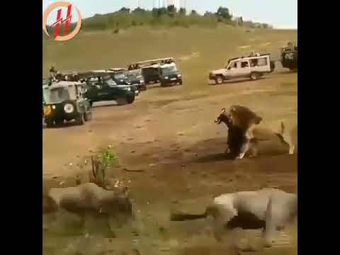 harun memmedov videolarindan montaj_yaver#1