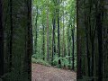 Love the rain sound in the forest #shorts #ytshorts #fypシ #nature #naturelovers #romania