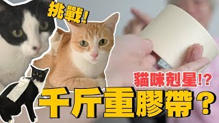 【丫妃和兩個太監】把1000公斤的膠帶黏在貓的身上!? 連走路都走不了!?