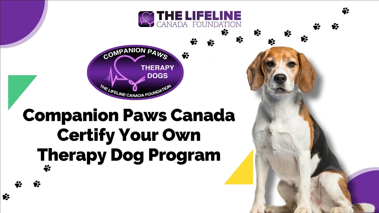 How Do You Certify Your Dog As A Therapy Dog