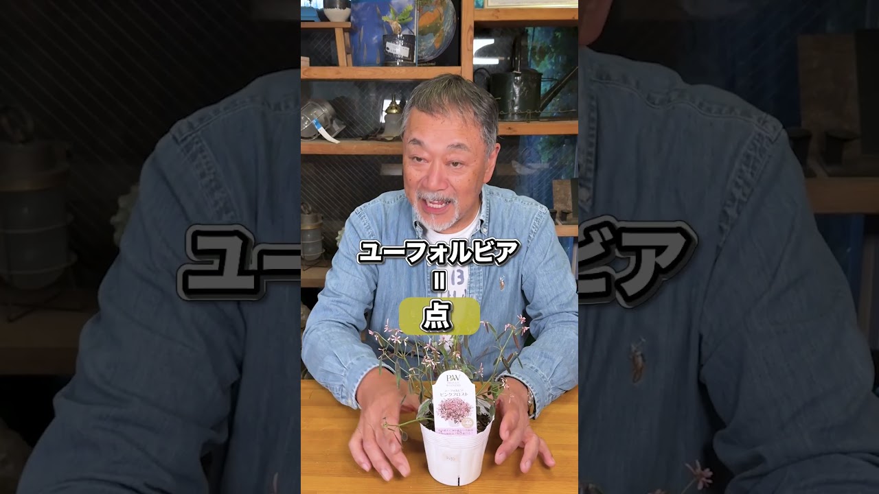 【日向に合う点・面・線!】組み合わせのコツを伝授!プロ並みのお庭になります!