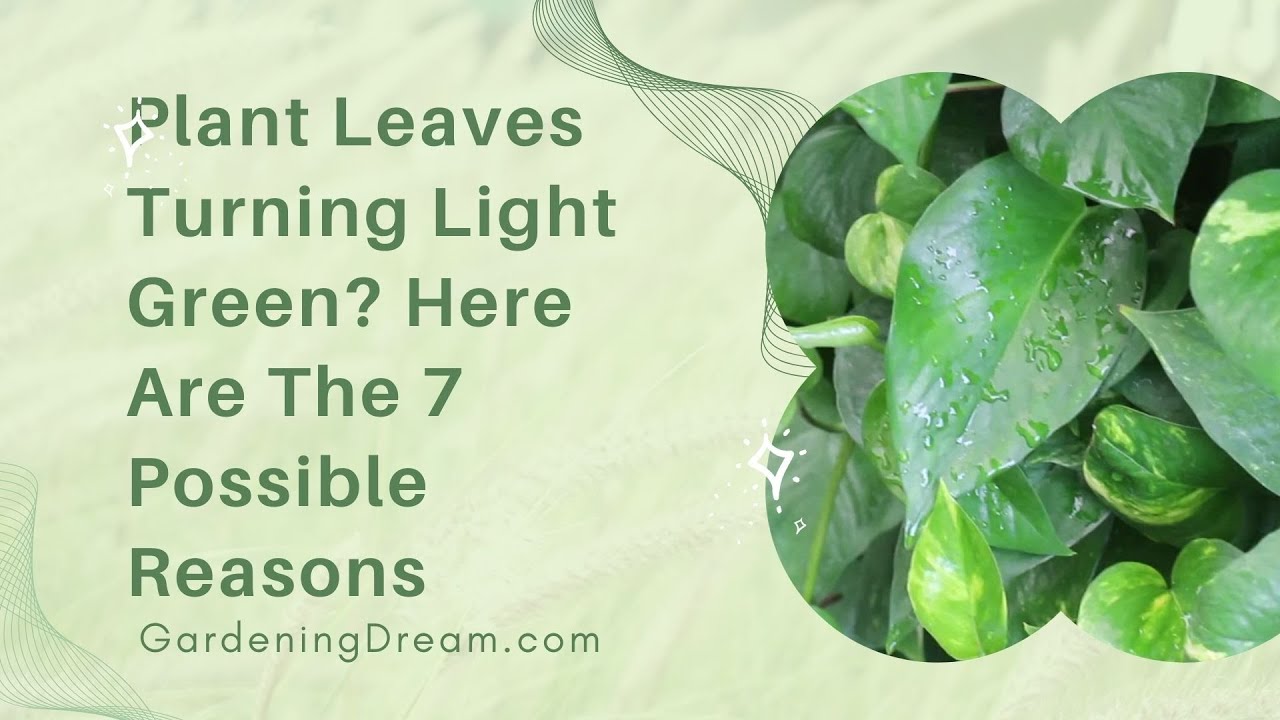 Plant Leaves Turning Light Green Here Are The 7 Possible Reasons - YouTube