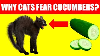 Why are Cats Scared of Cucumber? by CatTube 72 views 1 year ago 1 minute, 34 seconds