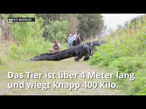 Video: Video Eines Riesigen Alligators In Florida